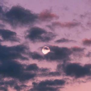 色情巜寡妇的肉体)
