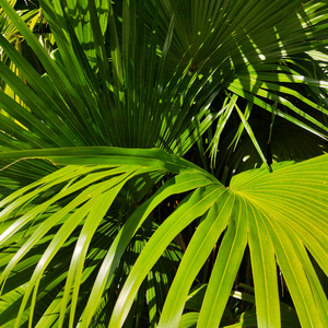 美女被操的声音
